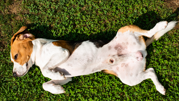 Wann werden Veränderungen im Alltag für Hunde problematisch