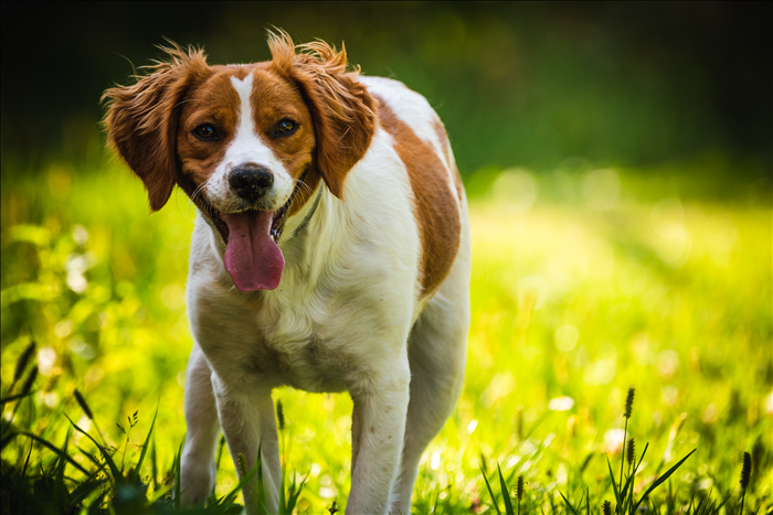 Was tun, wenn der Hund im Alltag überdreht wirkt