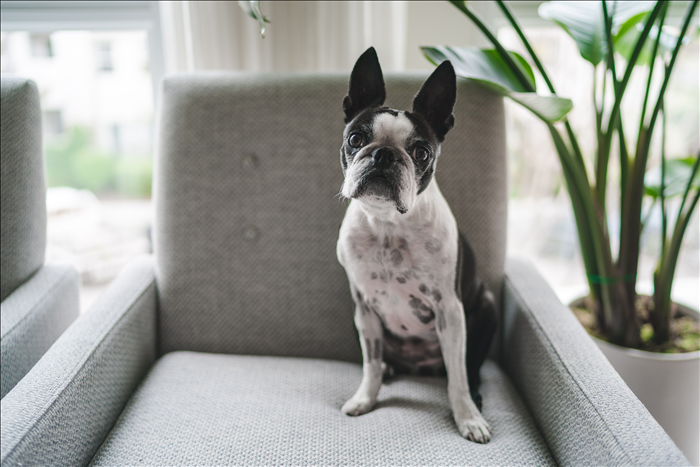 Warum reagieren Hunde auf bestimmte Situationen immer gleich