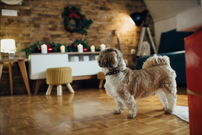 Wie erkennt man frühe Veränderungen beim Hund