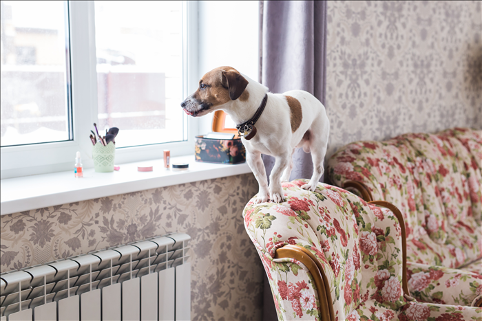 Welche Routinen brauchen Hunde im Alltag zu Hause