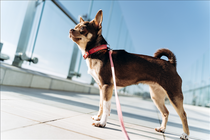 Welche Absprachen sind vor Hundehaltung nötig
