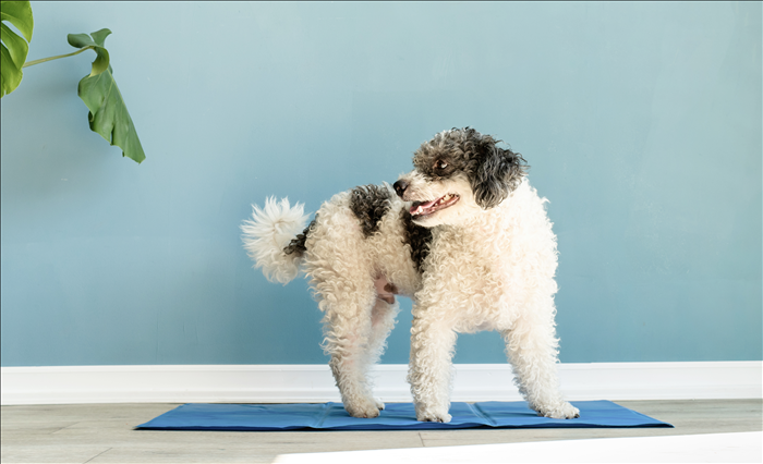 Woran erkennt man einen reaktiven Hund