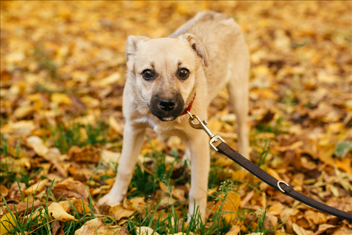 Wie kann man Hunde auf Veränderungen vorbereiten