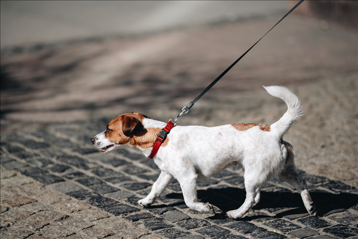 Wie lange ist Alleinsein für einen Hund im Alltag zumutbar