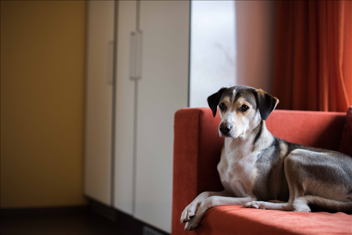 Wann sollte man Wohnsituation vor Hundehaltung ändern