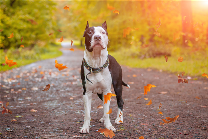 Wie viel Planung erfordert Hundehaltung