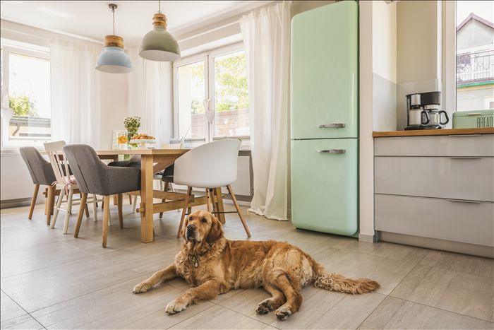 Wie reagieren Hunde auf neue Routinen ihrer Menschen