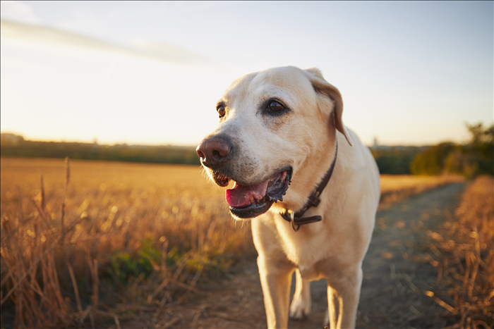 Warum zeigen Hunde unerwünschtes Verhalten