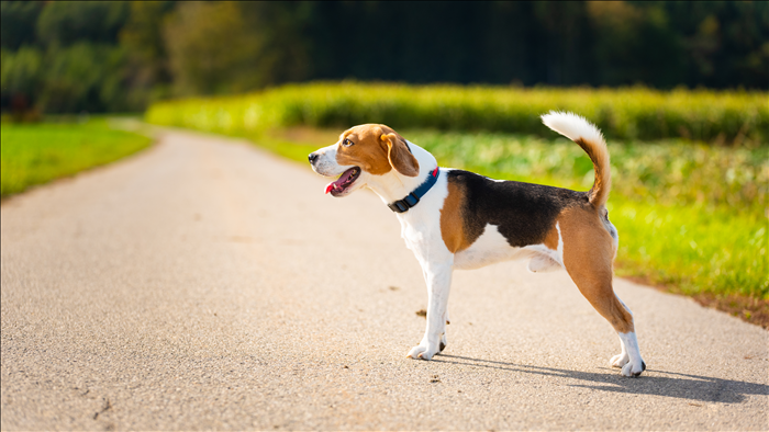Wie verändert sich der Alltag mit Hund im Laufe der Zeit