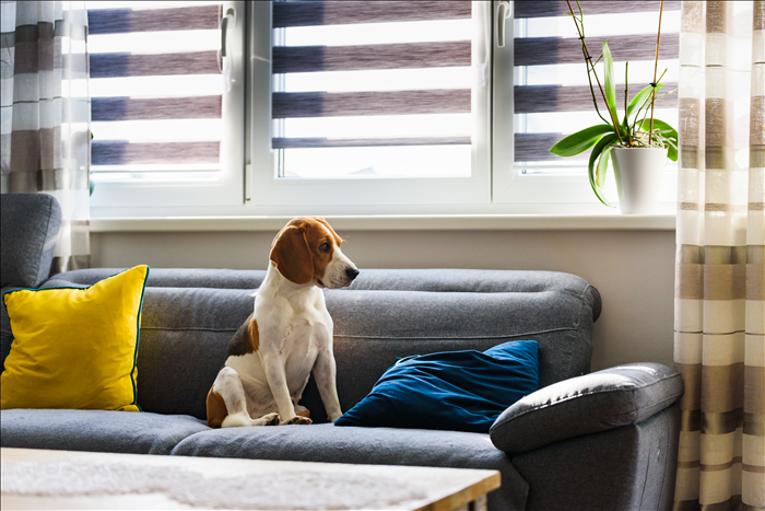 Alltag mit Hund in der Wohnung: Was ist realistisch