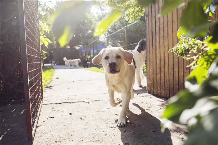 Warum ist mein Hund nur draußen problematisch