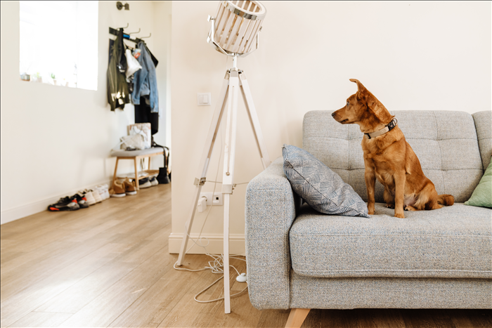 Wie wichtig ist Verlässlichkeit für Hunde