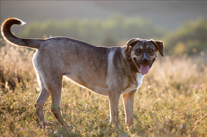 Welche Rolle spielt Frustration im Hundeverhalten