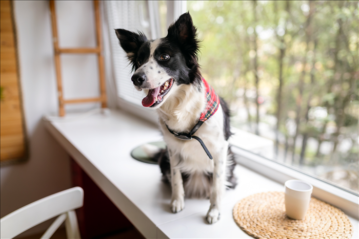 Wie erkennt man Stress im Zusammenleben mit Hund