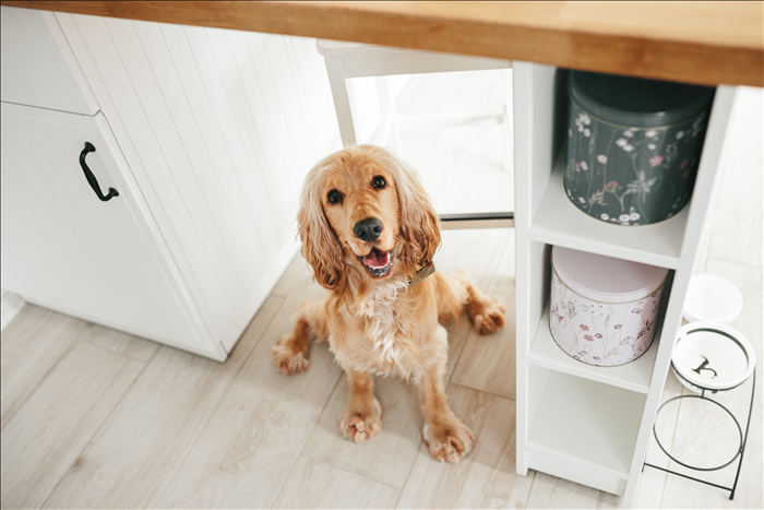 Ist es normal, dass mein Hund sich anders verhält als sonst