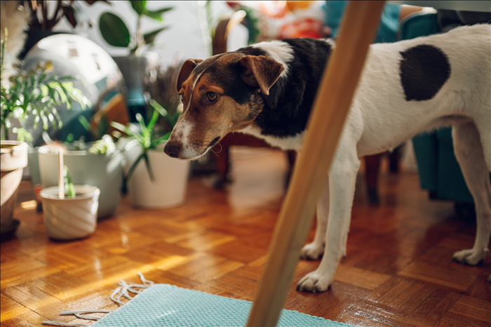 Wie reagiert ein Hund auf emotionale Erschöpfung des Menschen