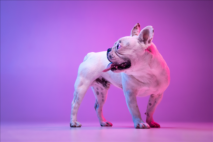 Wie reagiert ein Hund auf unterschiedliche Tagesabläufe