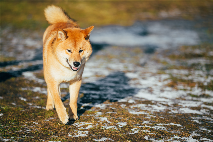 Wie reagieren Hunde auf Veränderungen im Tagesablauf