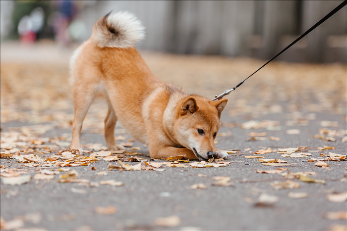 Wie reagieren Hunde auf ständige Reizüberflutung in der Stadt