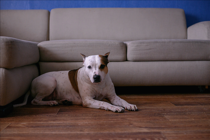 Warum ist Langeweile im Alltag mit Hund ein Thema