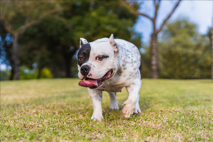 Wie lang sollten Spaziergänge mit Hund sein