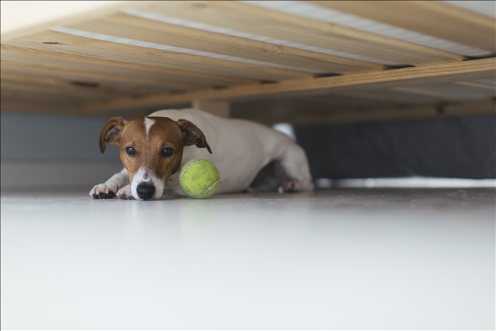 Wann ist es klug, auf einen Hund zu verzichten