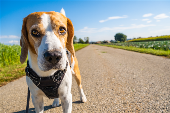 Wann ist Stadtleben für Hunde dauerhaft problematisch