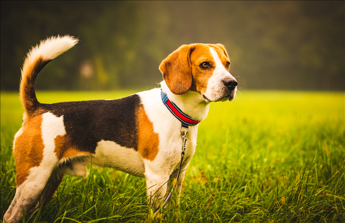 Warum reagieren Hunde stark auf Geräusche