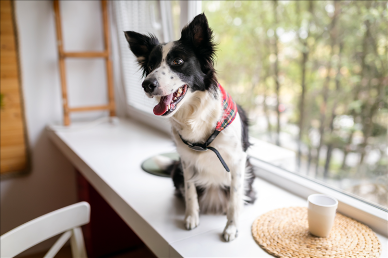 Alltagsprobleme mit Hund – Ursachen, Stress und Lösungen