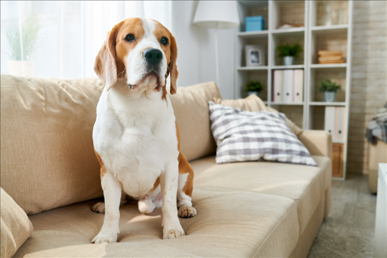 Emotionen, Stimmung und ihr Einfluss auf den Hund im Alltag