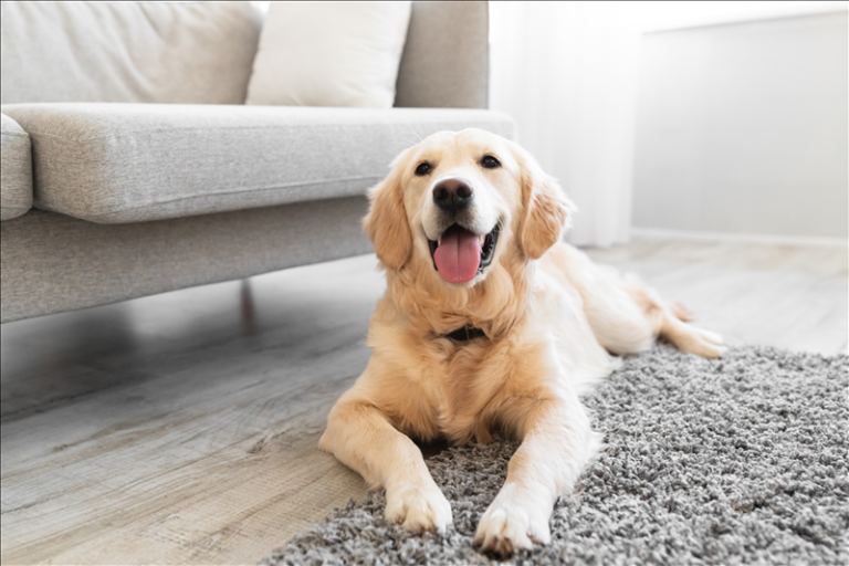 Passt ein Hund wirklich zu mir? – Selbstreflexion vor der Entscheidung