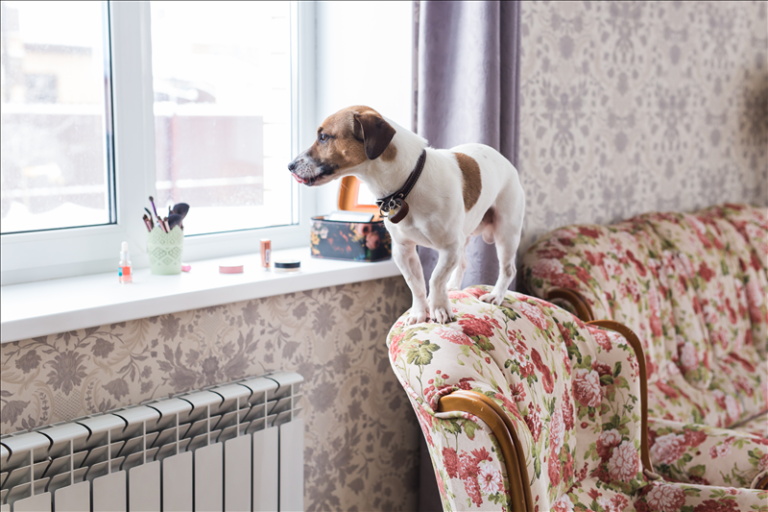 Verantwortung im Leben mit Hund – Erwartungen, Realität und Alltag