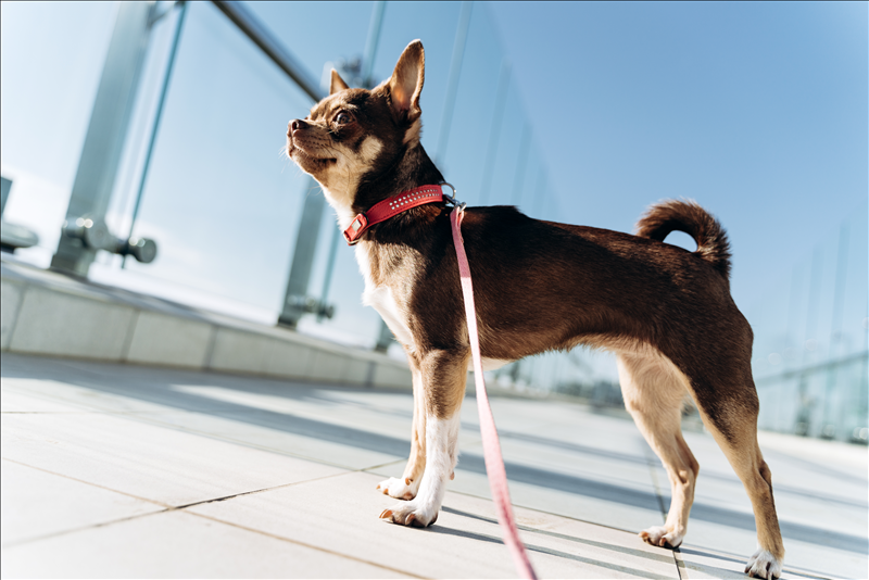 Unerwünschtes Verhalten und Reaktivität beim Hund – Ursachen, Alltag und Umgang