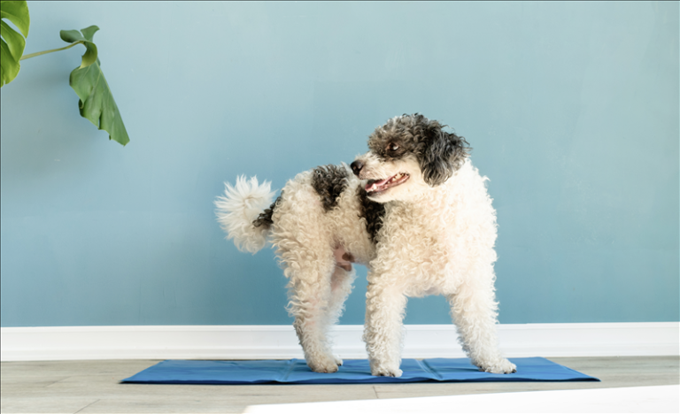 Kommunikation zwischen Hund und Mensch – Verständnis, Signale und Alltag