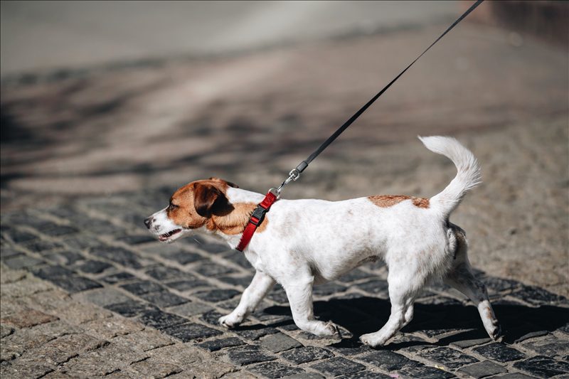 Hund und Mensch – Beziehung, Verantwortung und emotionale Dynamik im gemeinsamen Alltag